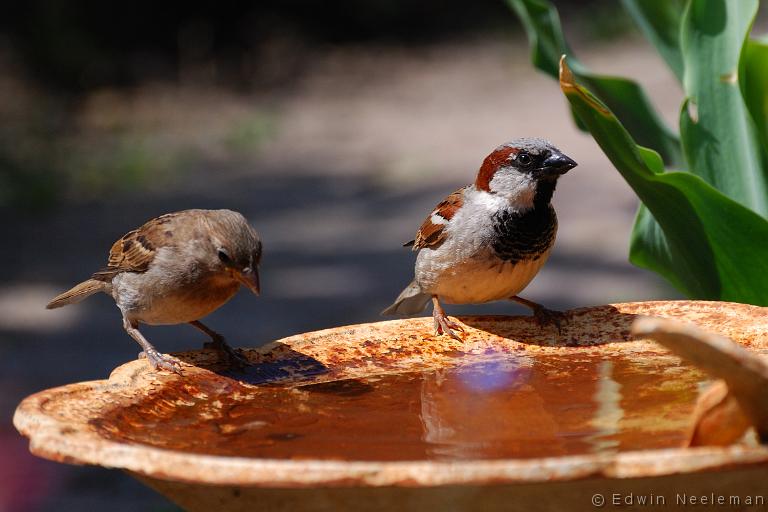 ENE-20100605-0259.jpg - [nl] Huismussen ( Passer domesticus ) | Kesteren, Nederland[en] House Sparrows ( Passer domesticus ) | Kesteren, the Netherlands